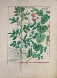 Illustration du Livre des simples médecines par Mattheaus Platearius, c.1470
